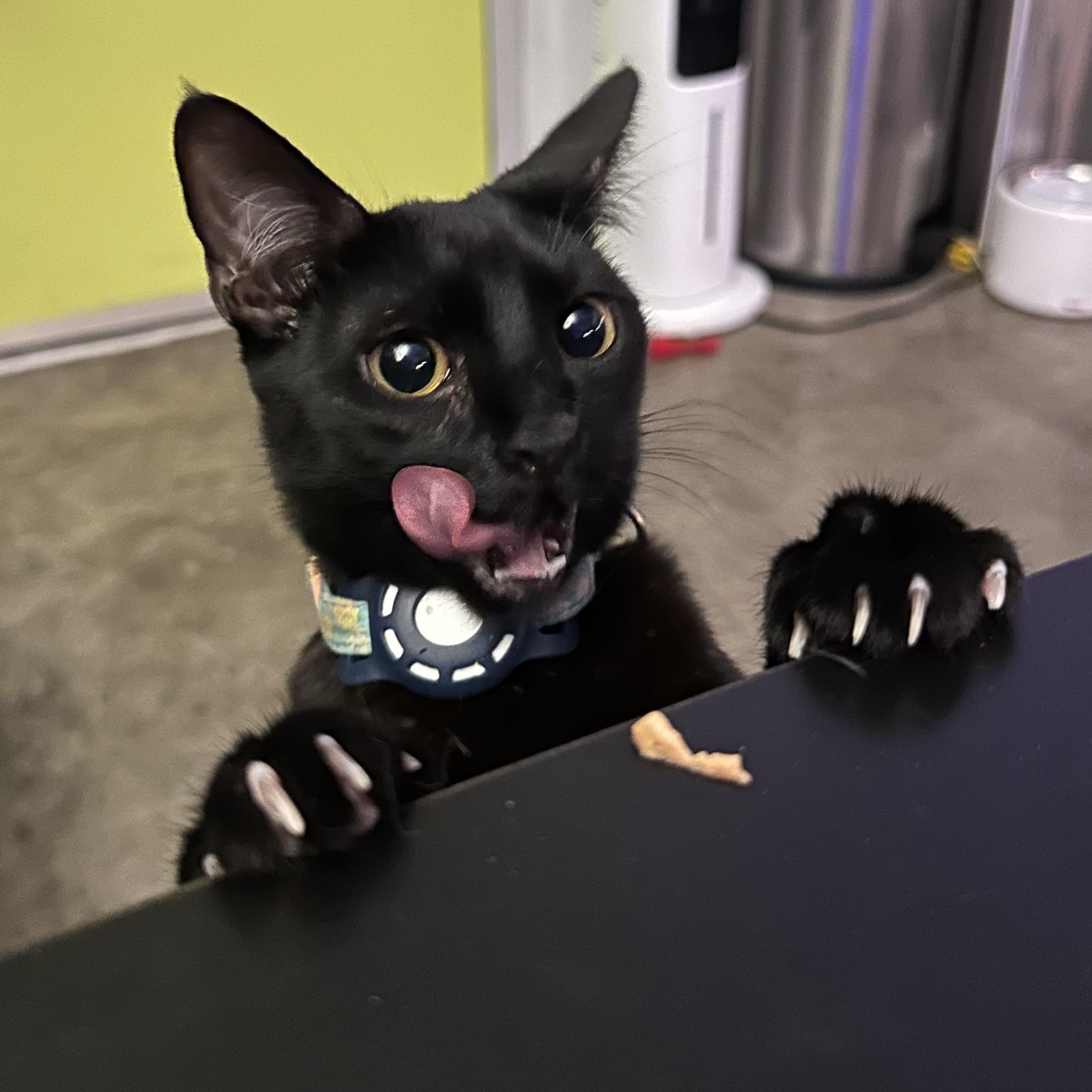 Enlarge Dottie, a ADOPTABLE Domestic Short Hair in Sherman Oaks, CA image 2/6