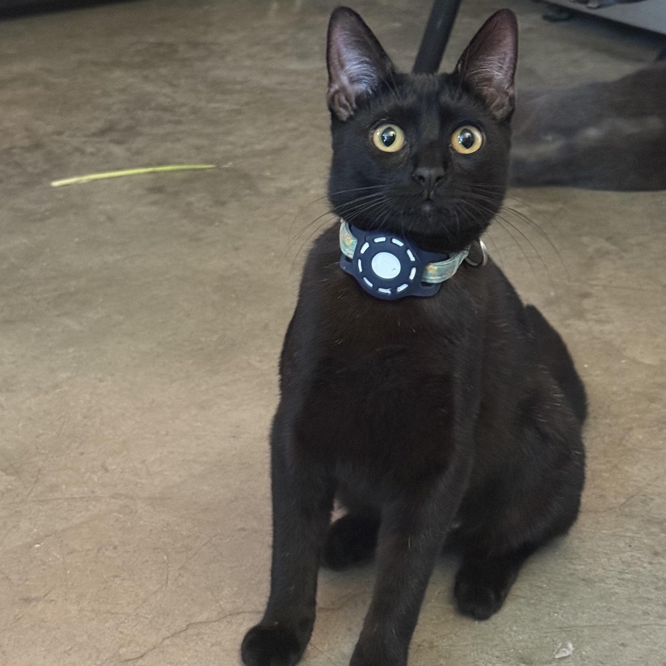 Enlarge Dottie, a ADOPTABLE Domestic Short Hair in Sherman Oaks, CA image 1/6