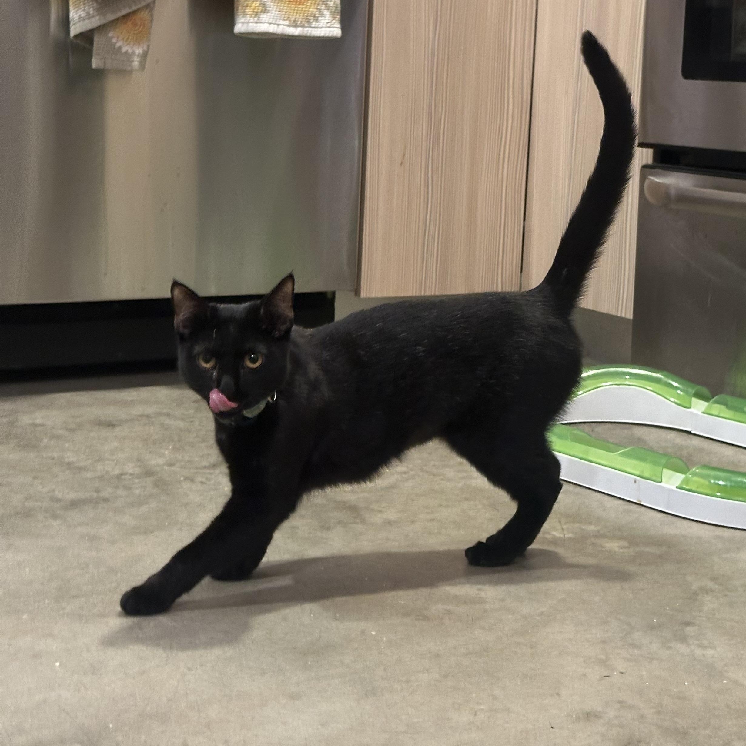 Enlarge Dottie, a ADOPTABLE Domestic Short Hair in Sherman Oaks, CA image 4/6