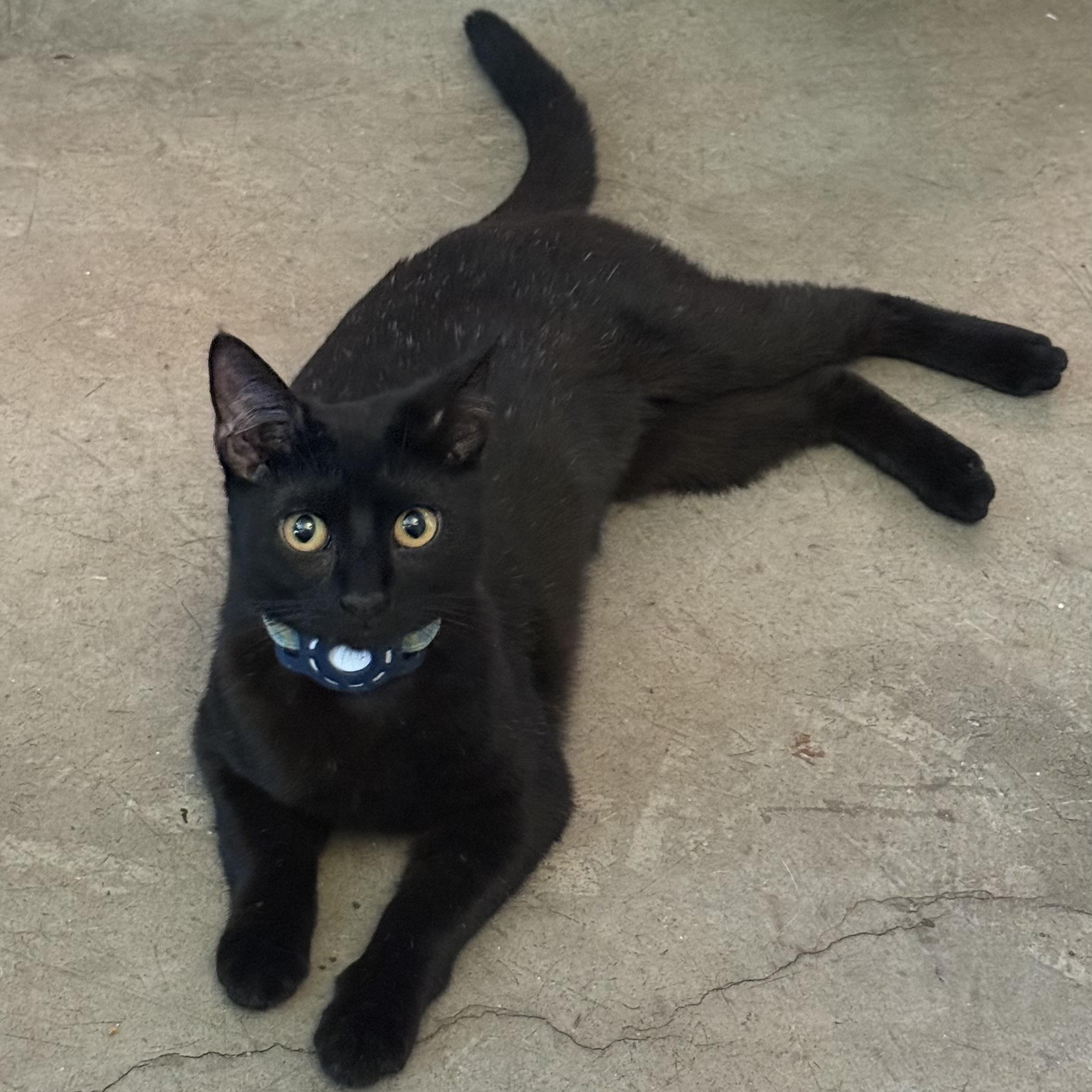 Enlarge Dottie, a ADOPTABLE Domestic Short Hair in Sherman Oaks, CA image 2/6