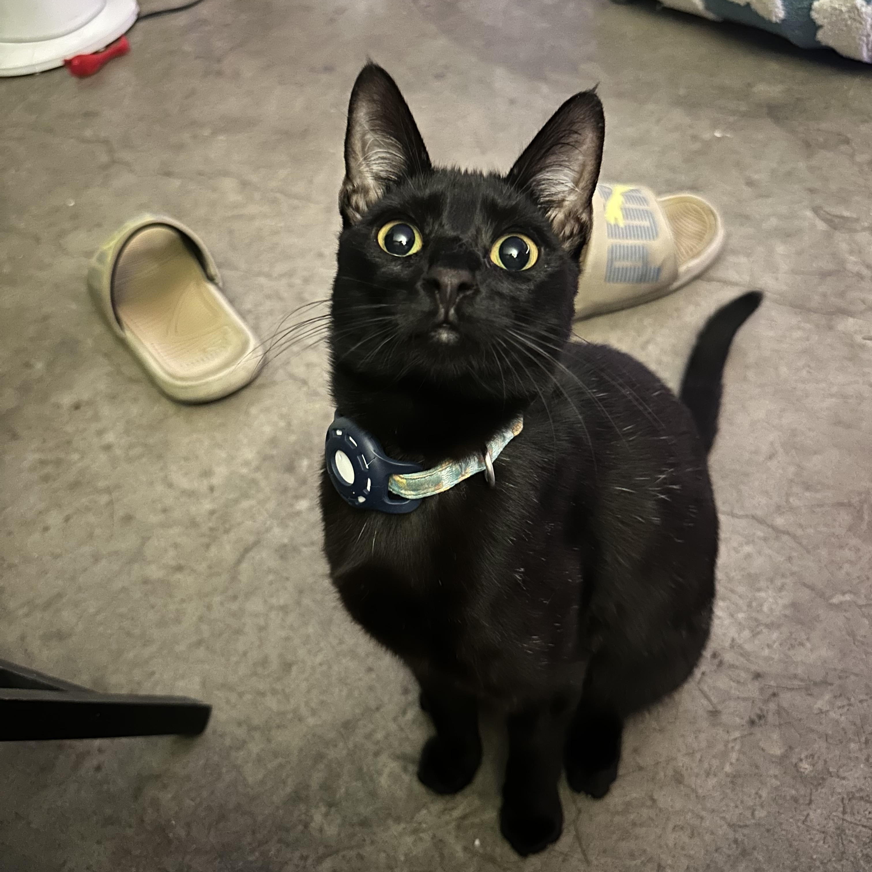 Dottie, ADOPTABLE, Young Female Domestic Short Hair.