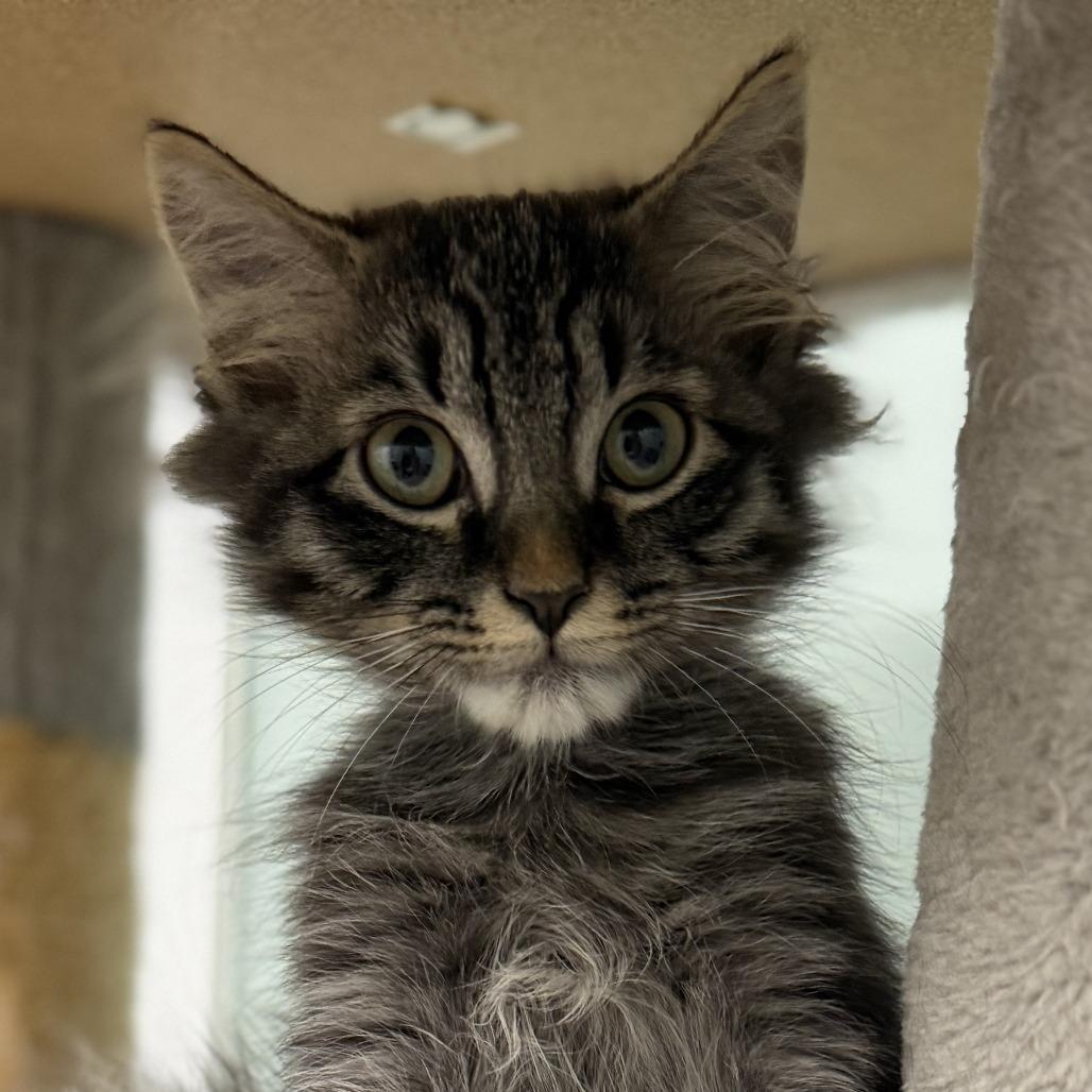 Joey, Adoptable, Kitten Male Domestic Long Hair.