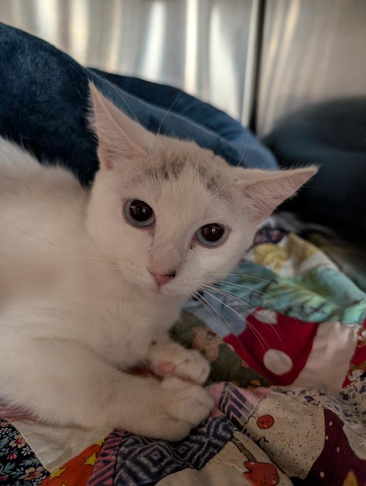 Pearl, Adoptable, Kitten Female Siamese.