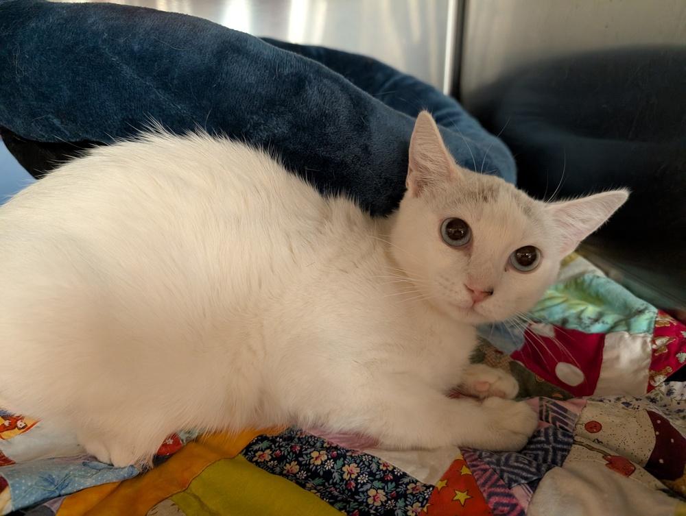 Enlarge Pearl, a Adoptable mixed breed in Tucson, AZ image 2/2