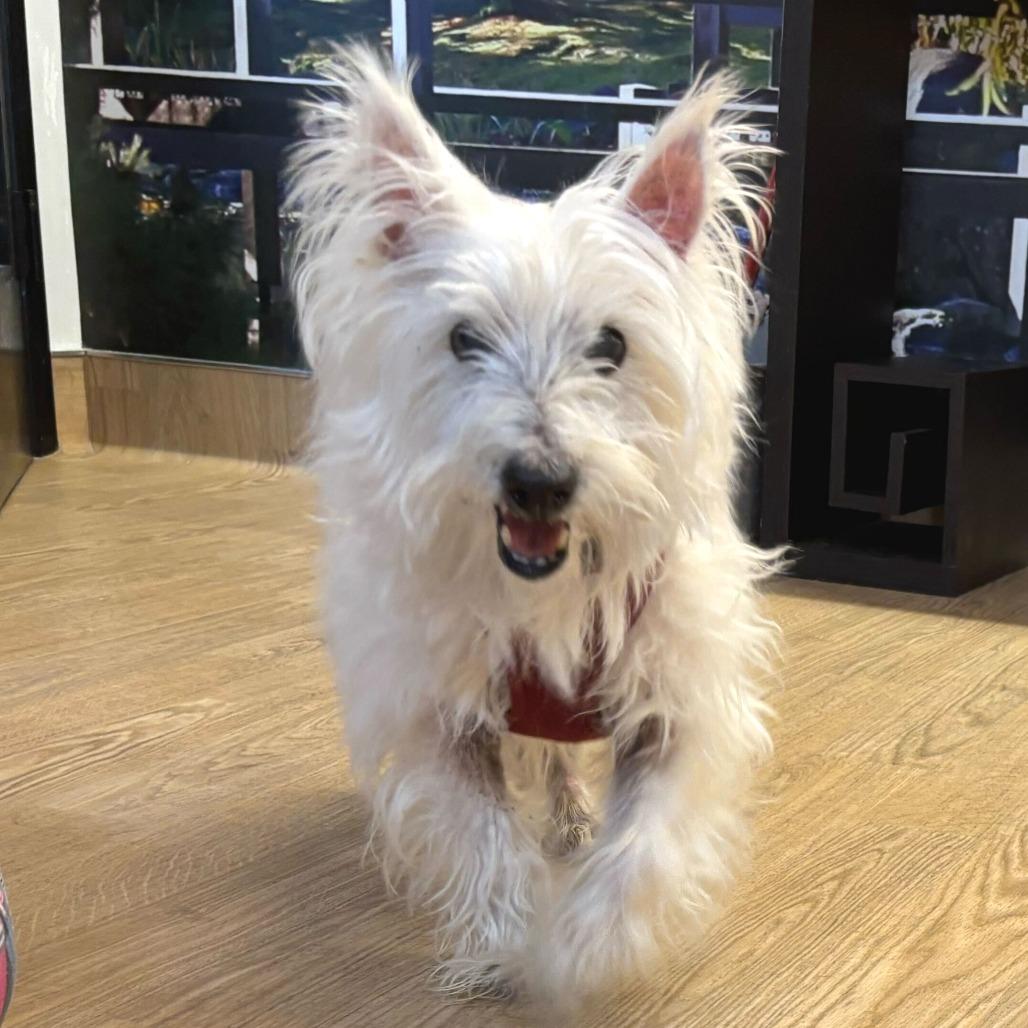 Lanceleaf 14075, Adoptable, Senior Male West Highland White Terrier / Westie.