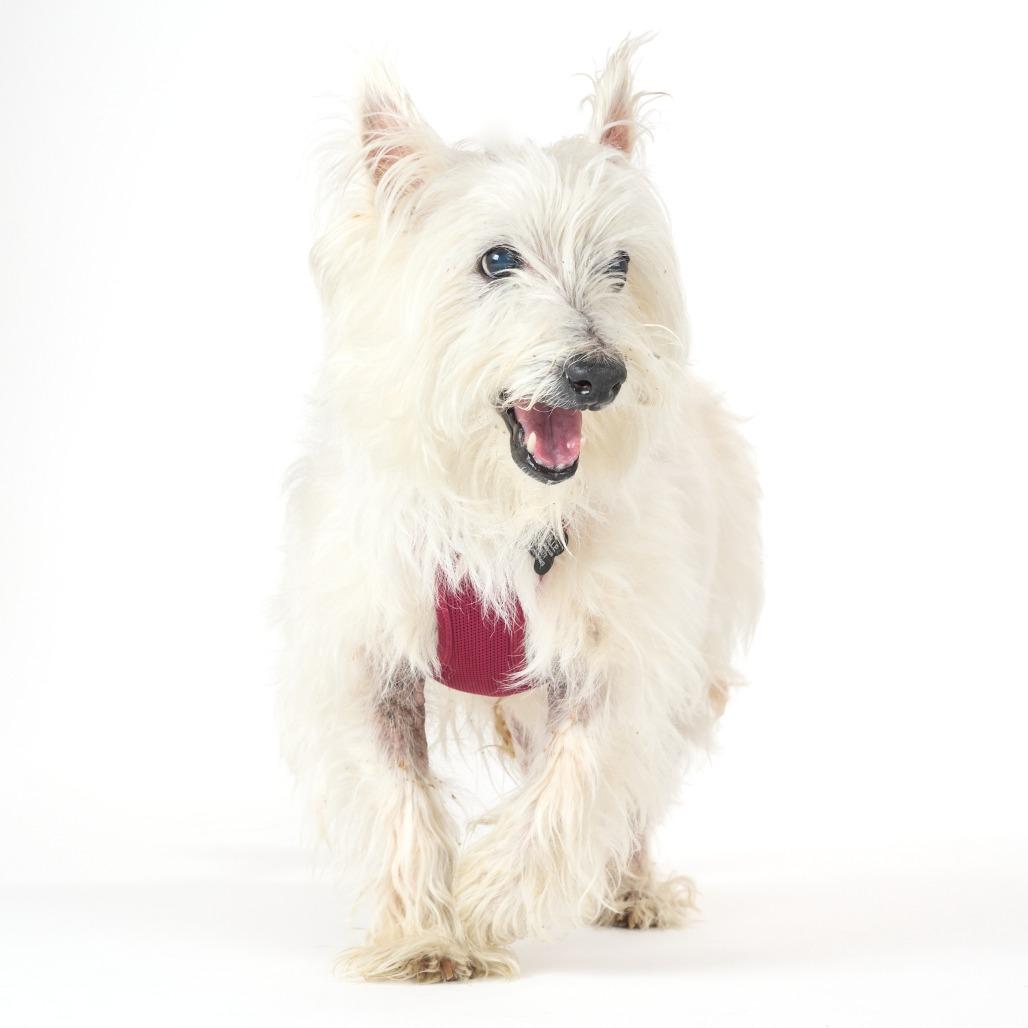 Enlarge Lanceleaf 14075, a Adoptable West Highland White Terrier / Westie in San Francisco, CA image 2/6
