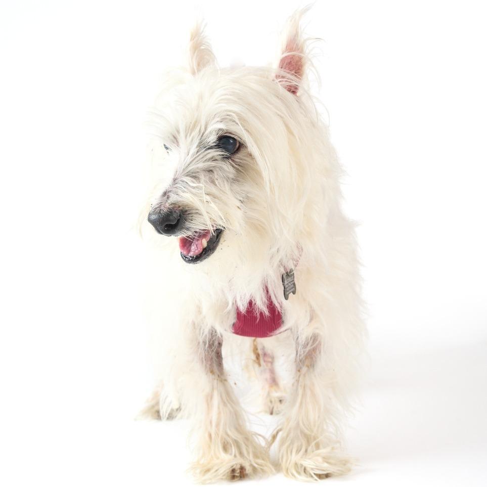 Enlarge Lanceleaf 14075, a Adoptable West Highland White Terrier / Westie in San Francisco, CA image 3/6