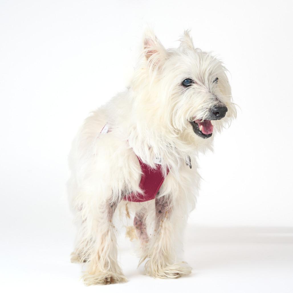 Enlarge Lanceleaf 14075, a Adoptable West Highland White Terrier / Westie in San Francisco, CA image 4/6