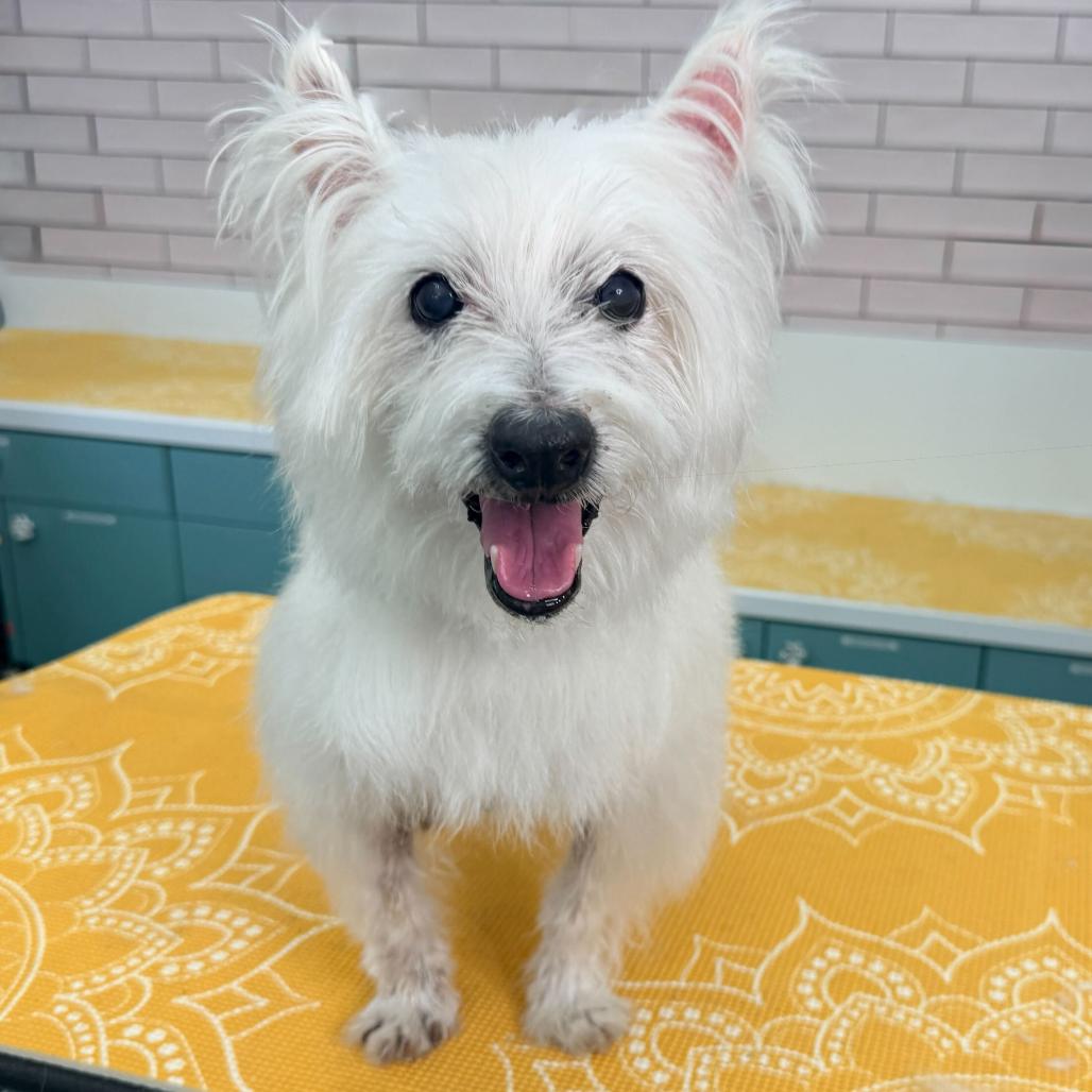 Enlarge Lanceleaf 14075, a Adoptable West Highland White Terrier / Westie in San Francisco, CA image 5/6