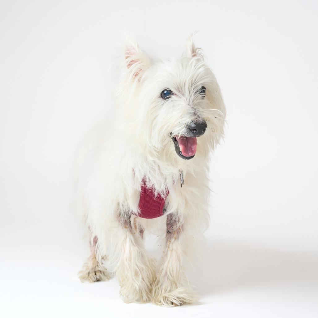 Enlarge Lanceleaf 14075, a Adoptable West Highland White Terrier / Westie in San Francisco, CA image 5/6