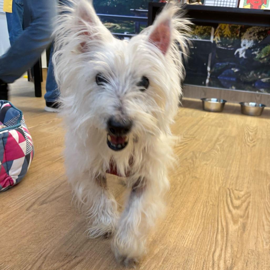 Enlarge Lanceleaf 14075, a Adoptable West Highland White Terrier / Westie in San Francisco, CA image 6/6