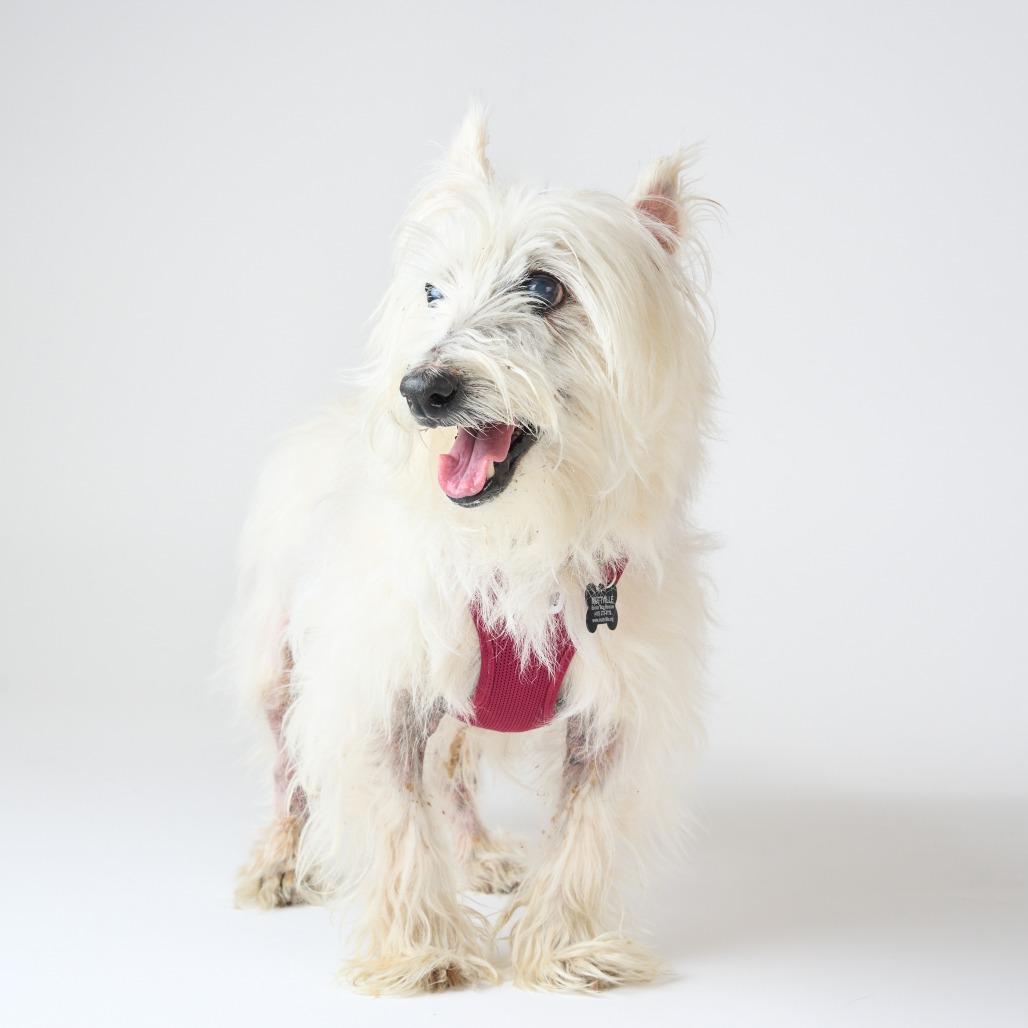 Enlarge Lanceleaf 14075, a Adoptable West Highland White Terrier / Westie in San Francisco, CA image 6/6