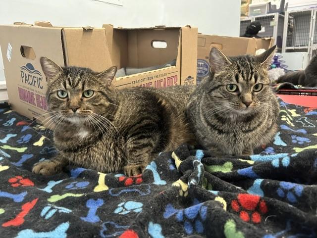 Meatball & Spaghetti, ADOPTABLE, Adult Male Domestic Short Hair.