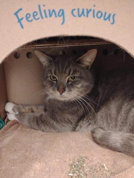 Jack In The Box, Adoptable, Adult Male Domestic Short Hair.