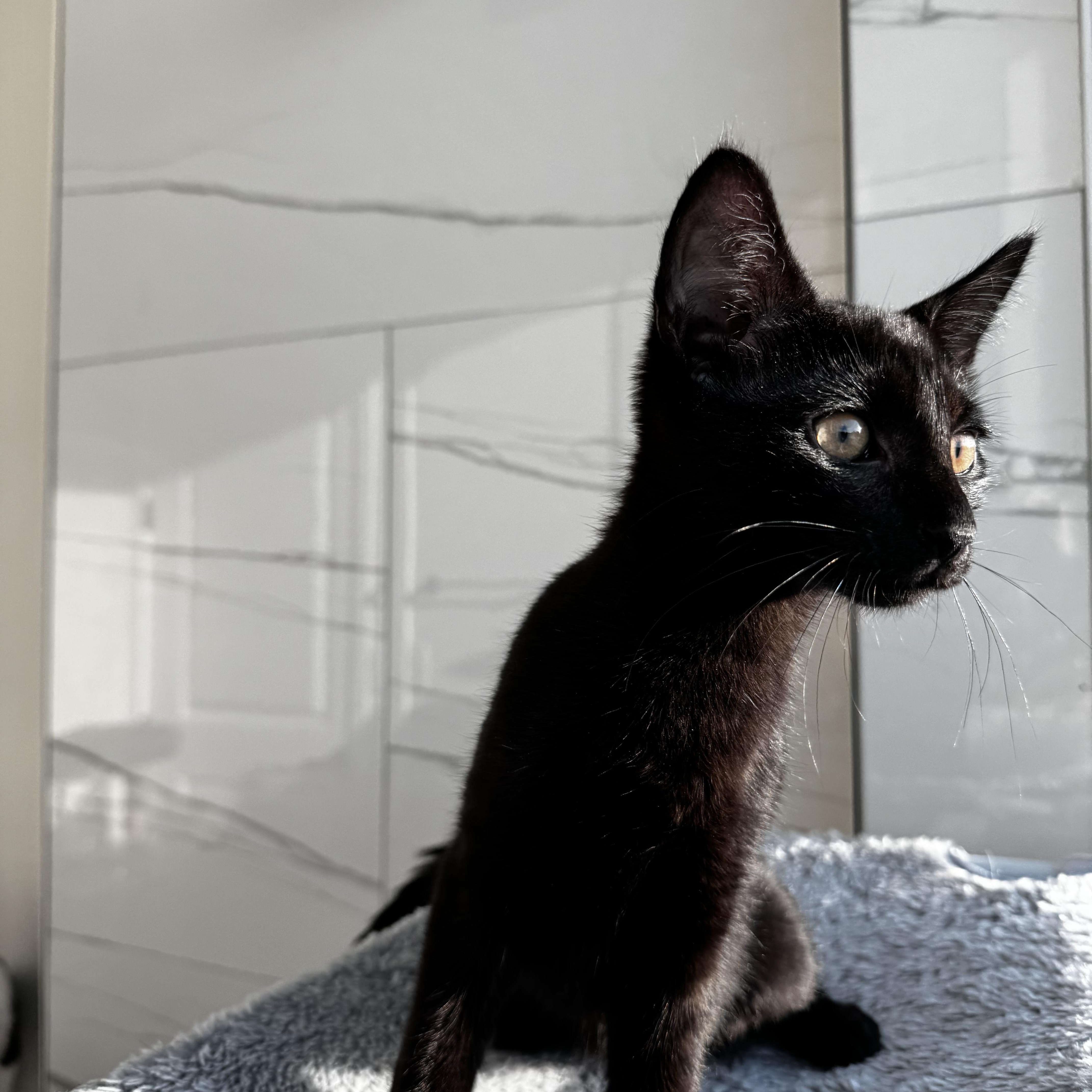 Enlarge YOLO, a Adopted mixed breed in St Petersburg, FL image 2/5