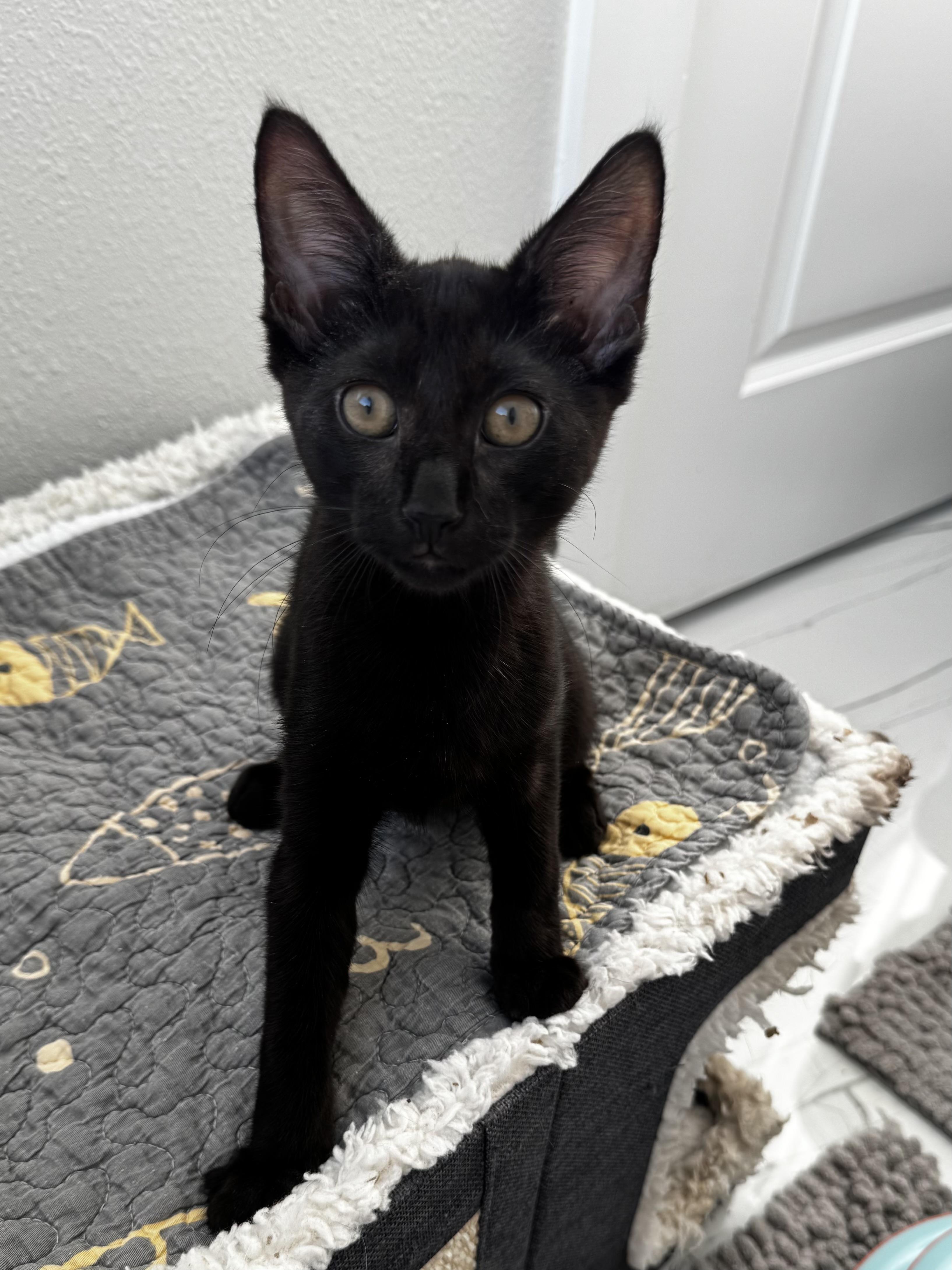 YOLO, Adopted, Kitten Male Oriental Short Hair & Bombay.
