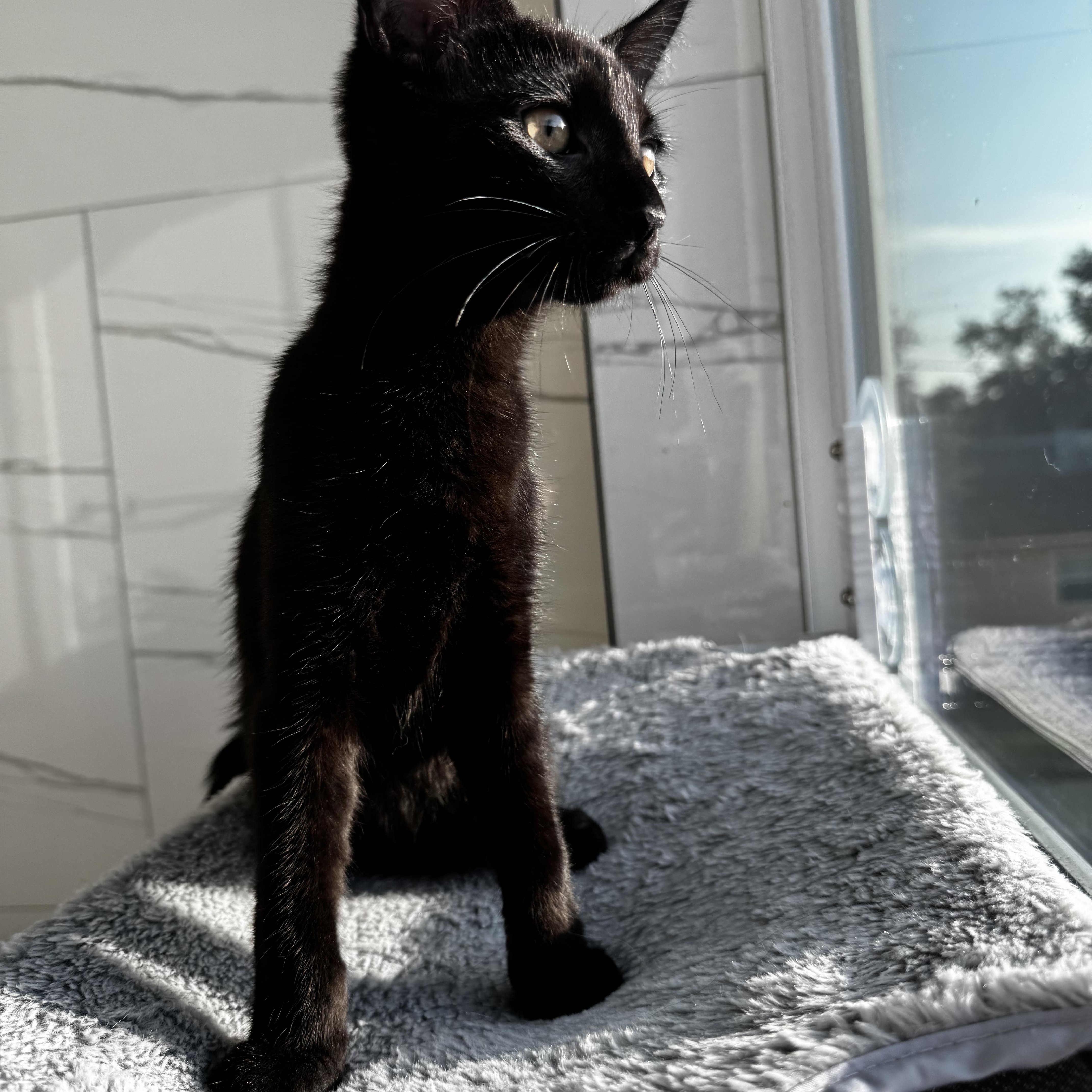 Enlarge YOLO, a Adopted mixed breed in St Petersburg, FL image 4/5