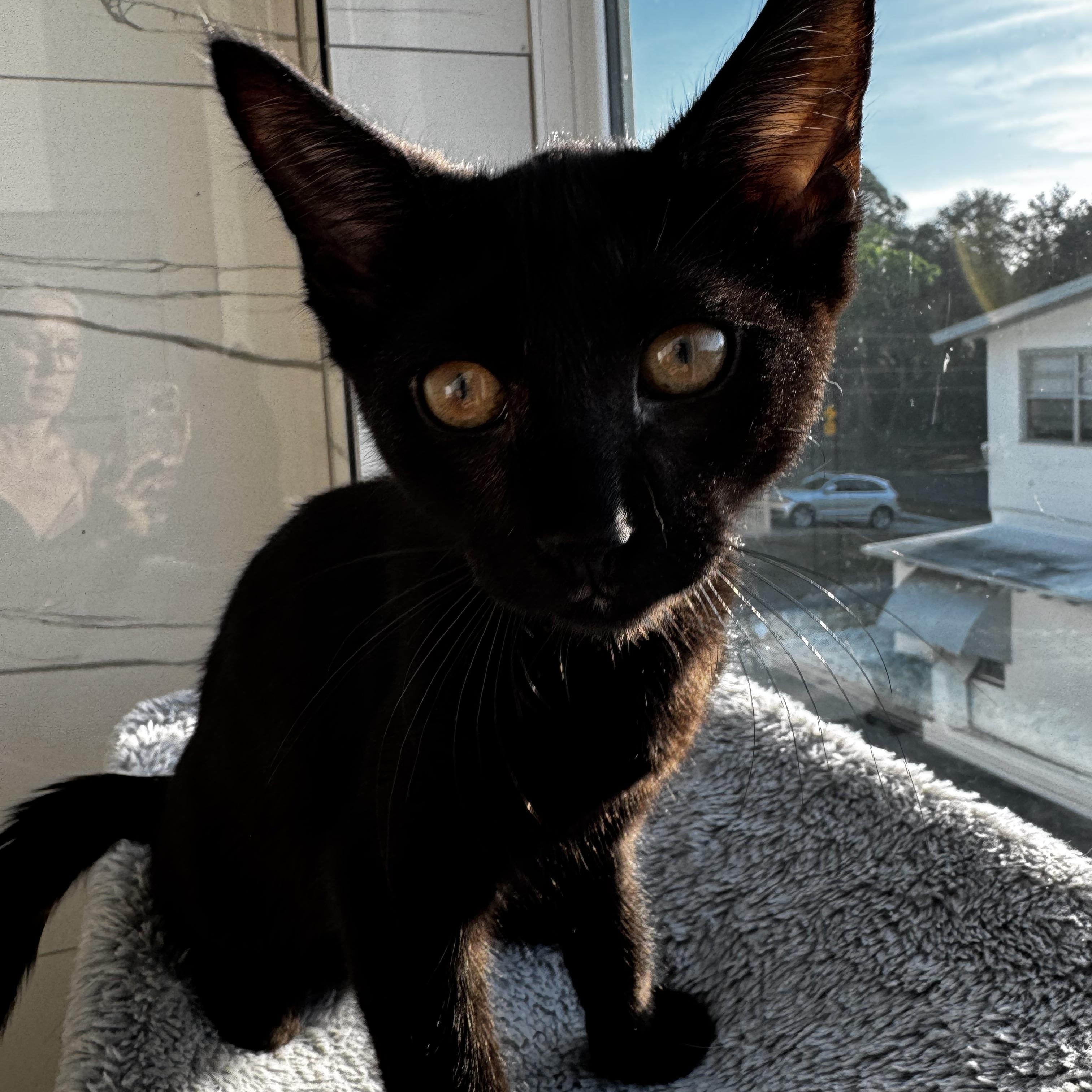 Enlarge YOLO, a Adopted mixed breed in St Petersburg, FL image 3/5