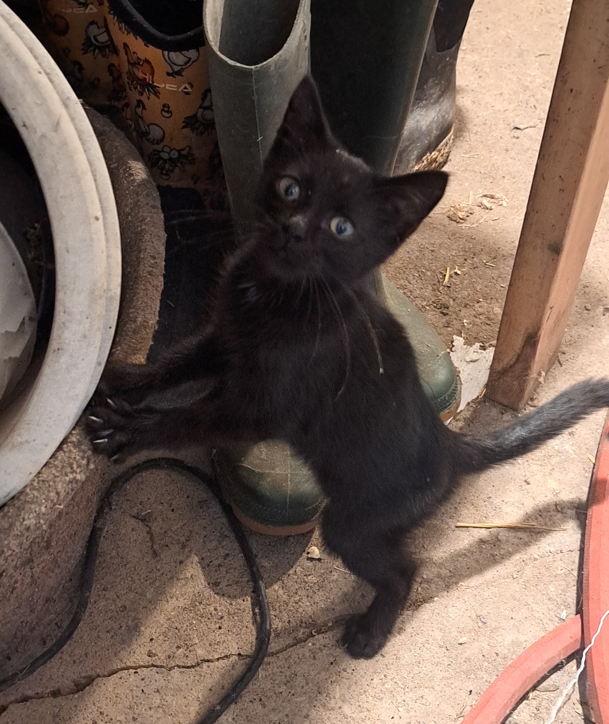 Enlarge Otis, a Adopted American Shorthair in Caledonia, MN image 1/1