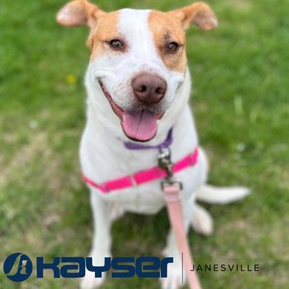 Roxi, Adoptable, Young Female Mixed Breed & Mixed Breed.