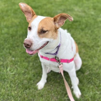 Enlarge Roxi, a Adoptable mixed breed in Janesville, WI image 2/3