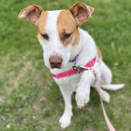 Enlarge Roxi, a Adoptable mixed breed in Janesville, WI image 3/3
