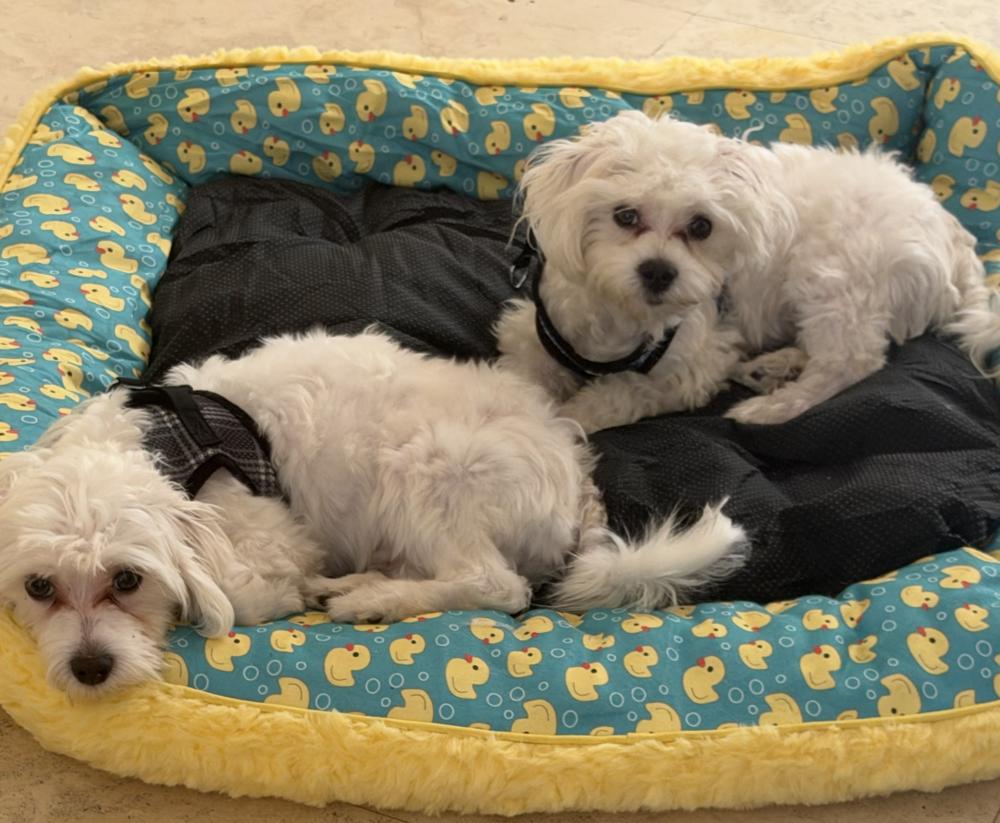 Buzz, Adoptable, Puppy Male Maltese.