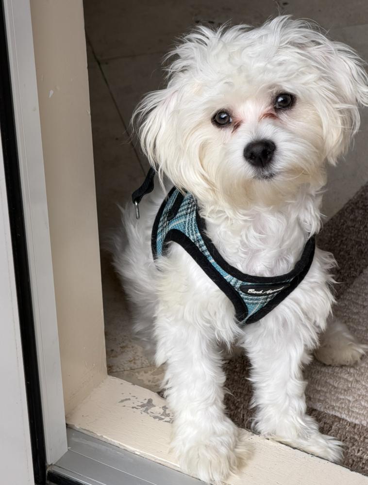 Enlarge Buzz, a Adoptable Maltese in Fort Lauderdale, FL image 2/4