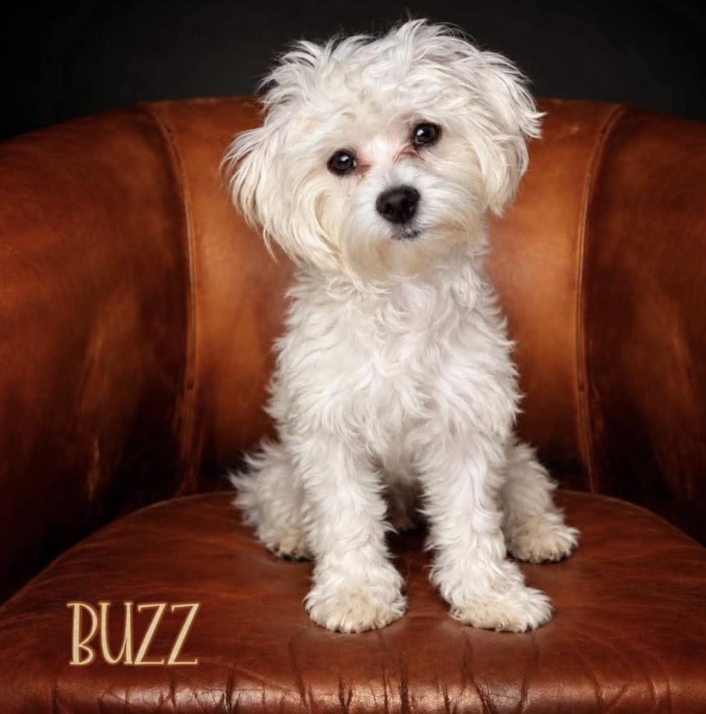 Enlarge Buzz, a Adoptable Maltese in Fort Lauderdale, FL image 3/4