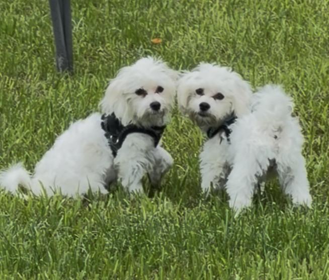 Enlarge Buzz, a Adoptable Maltese in Fort Lauderdale, FL image 4/4