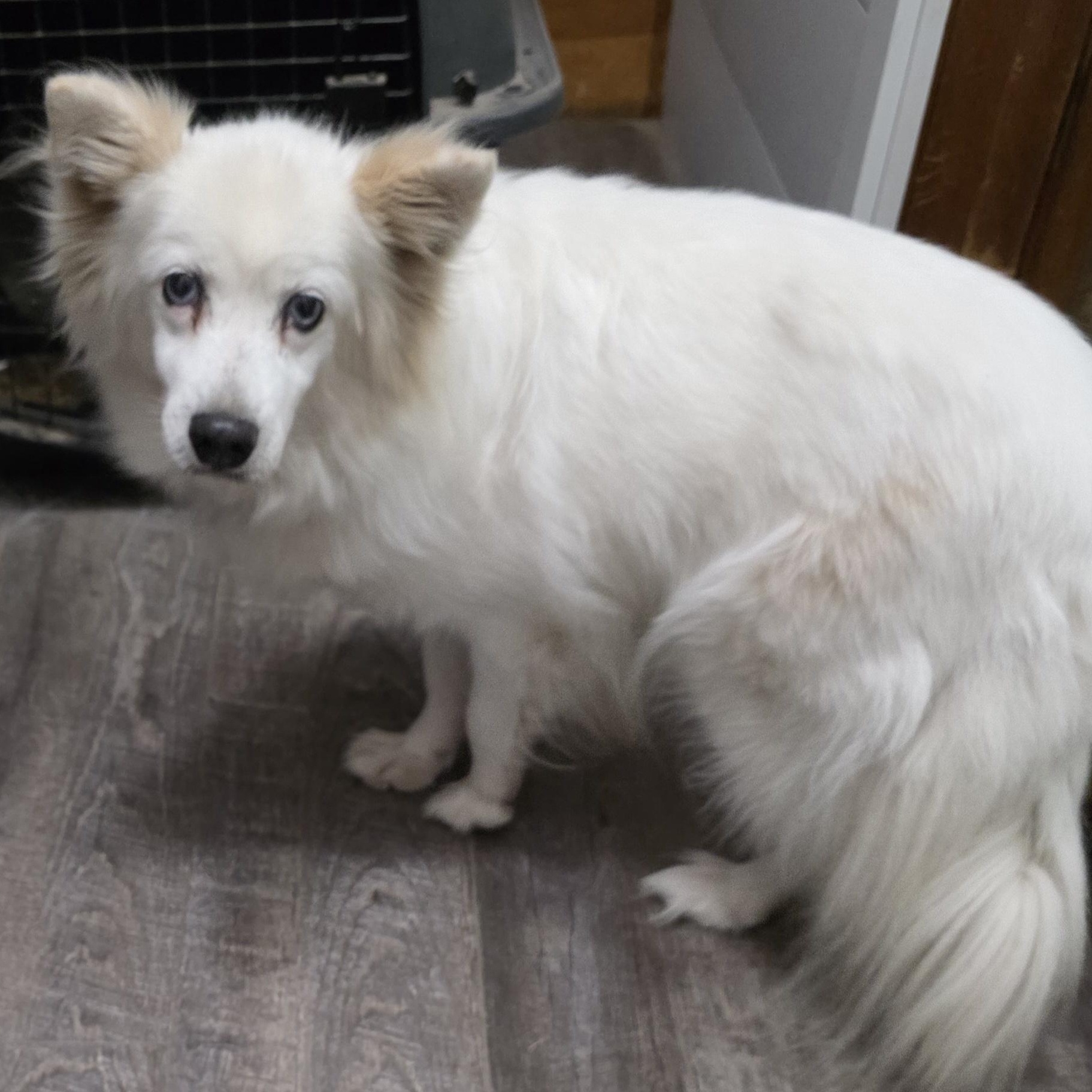 Snow, ADOPTABLE, Senior • Female, Finnish Spitz.