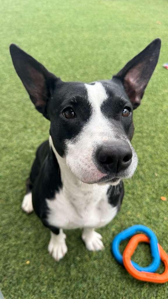 Enlarge Nova, a Adoptable mixed breed in Pompano Beach, FL image 2/3