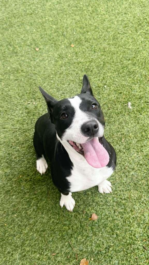 Enlarge Nova, a Adoptable mixed breed in Pompano Beach, FL image 3/3