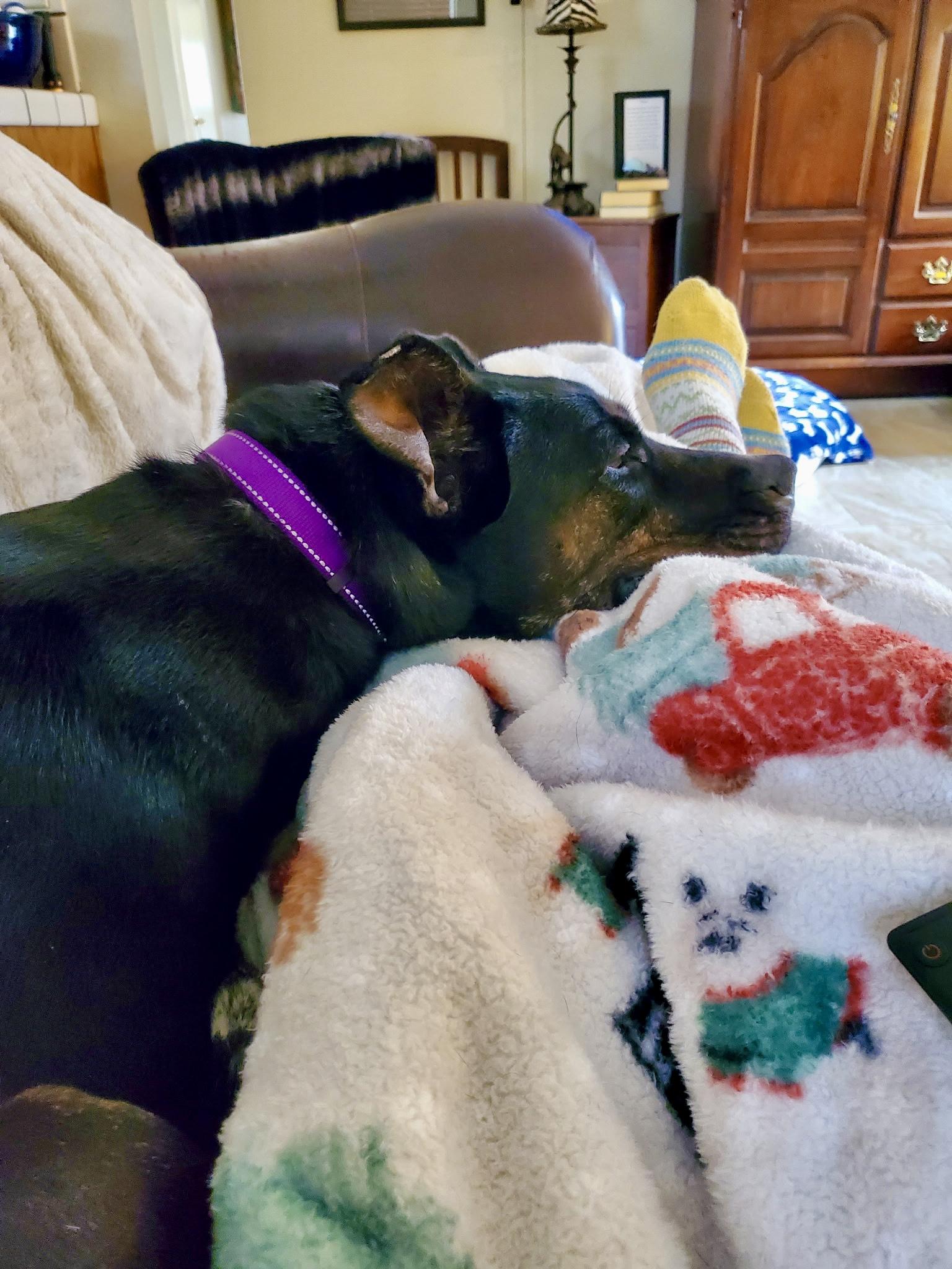 Luna, Adoptable, Adult Female Mixed Breed.