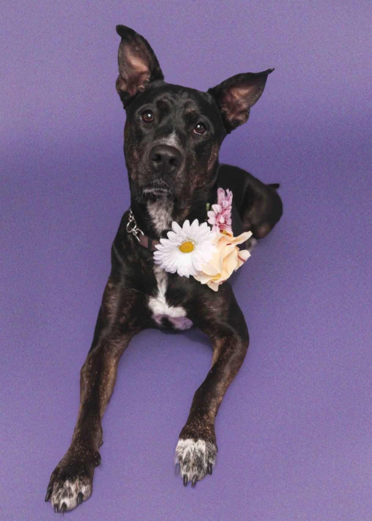 Luna, a Adoptable mixed breed in Gilroy, CA image 6/6