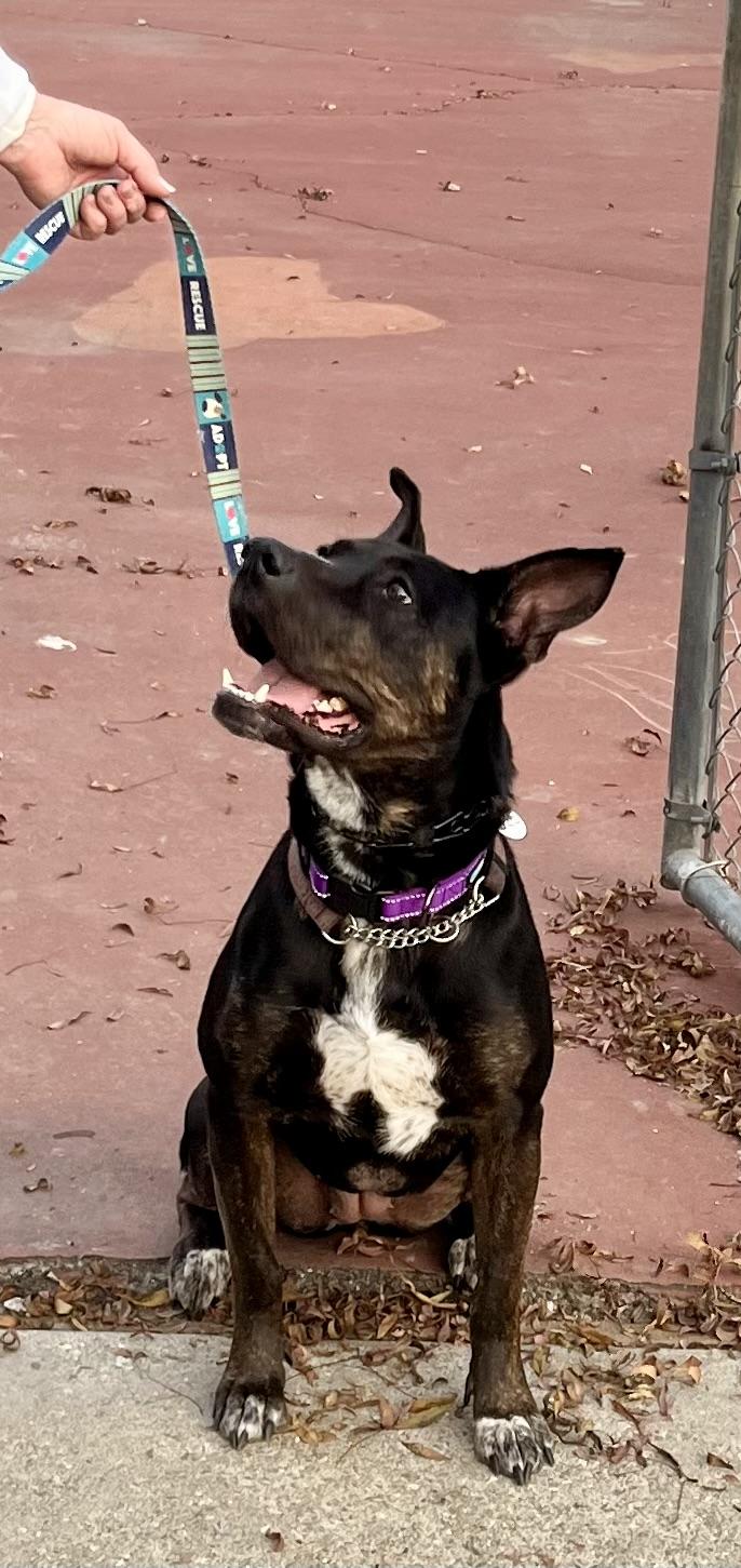 Luna, Adoptable, Adult Female Mixed Breed.