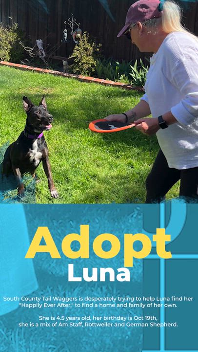 Enlarge Luna, a Adoptable mixed breed in Gilroy, CA video 1/6