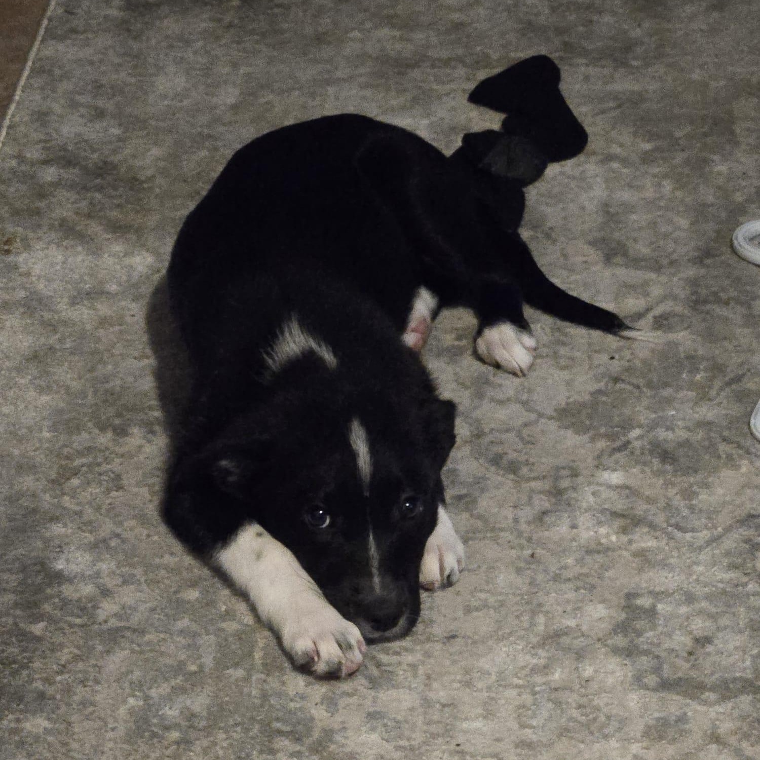 Enlarge Noosa, an adopted mixed breed in Brantford, ON image 4/6