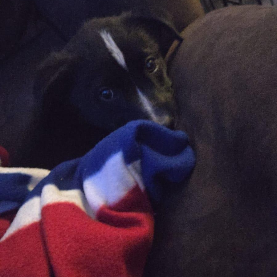 Enlarge Noosa, an adopted mixed breed in Brantford, ON image 6/6