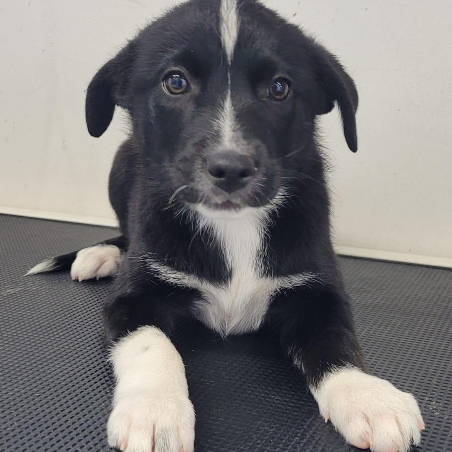 Enlarge Noosa, an adopted mixed breed in Brantford, ON image 3/6