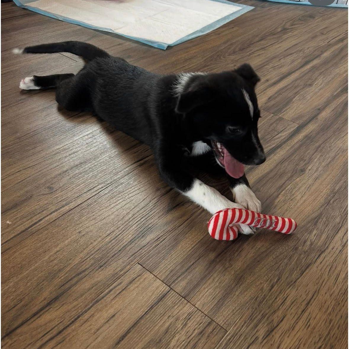 Noosa, adopted, Puppy Female Australian Shepherd.