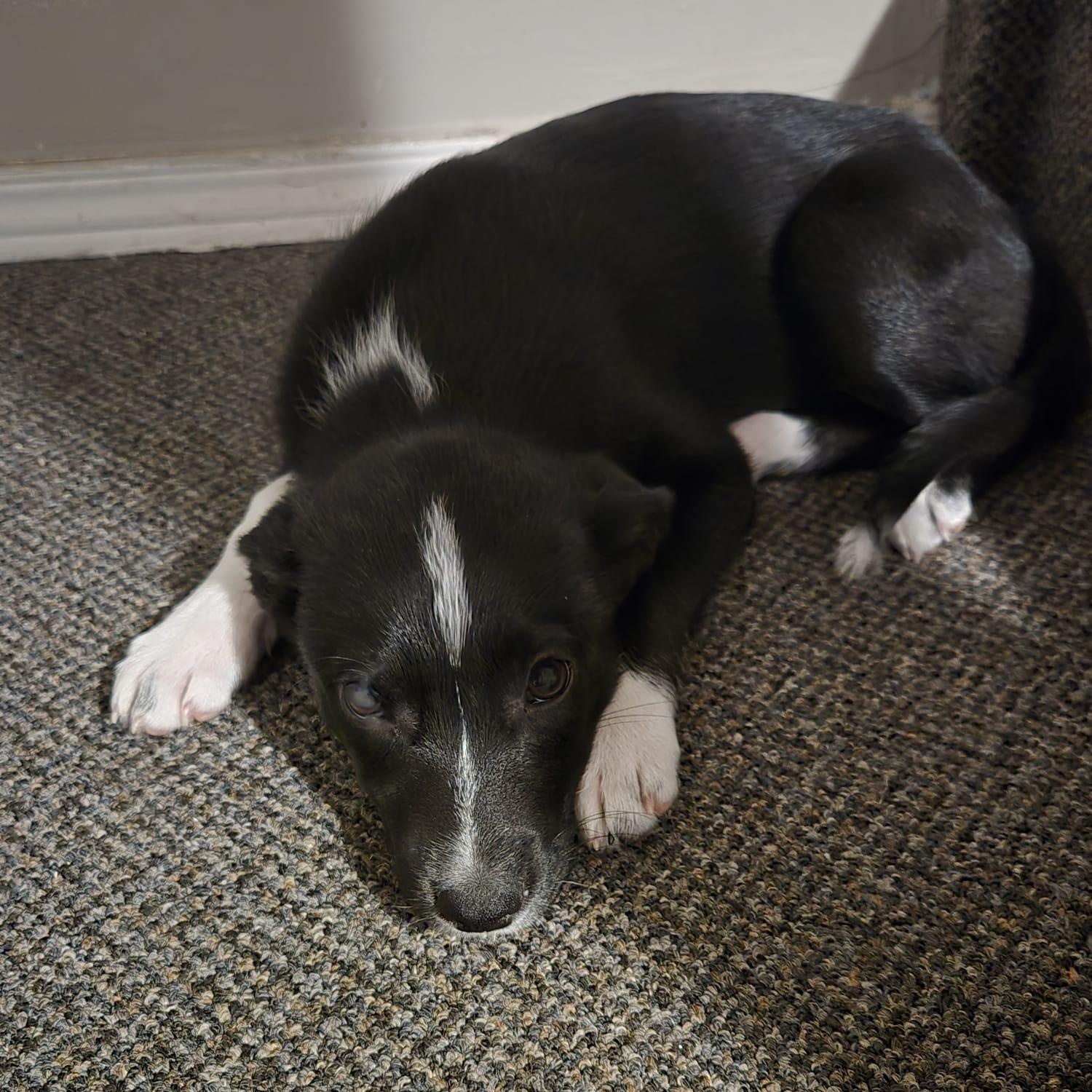 Enlarge Noosa, an adopted mixed breed in Brantford, ON image 2/6