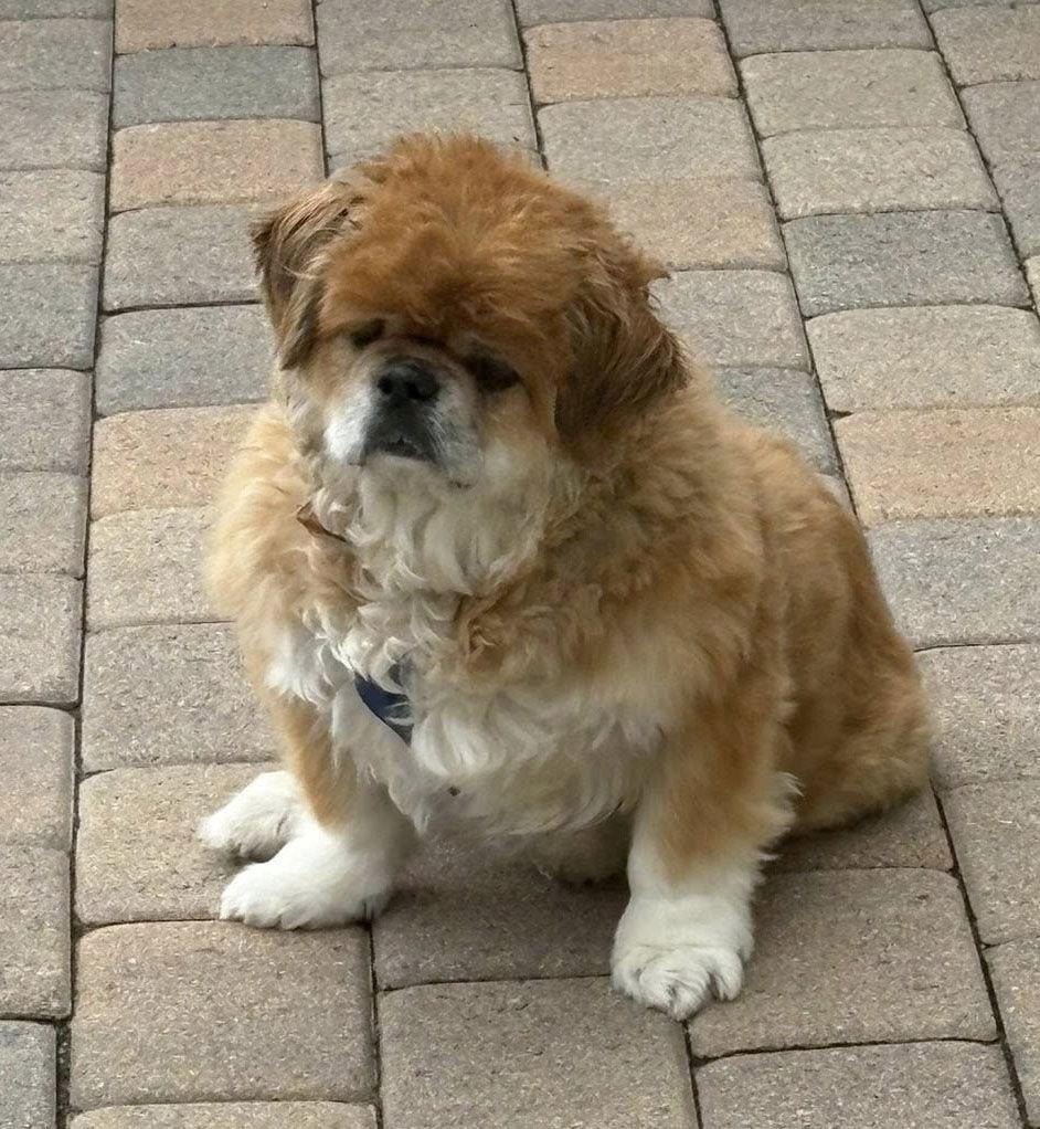 Teddy, Adoptable, Adult Male Pekingese.