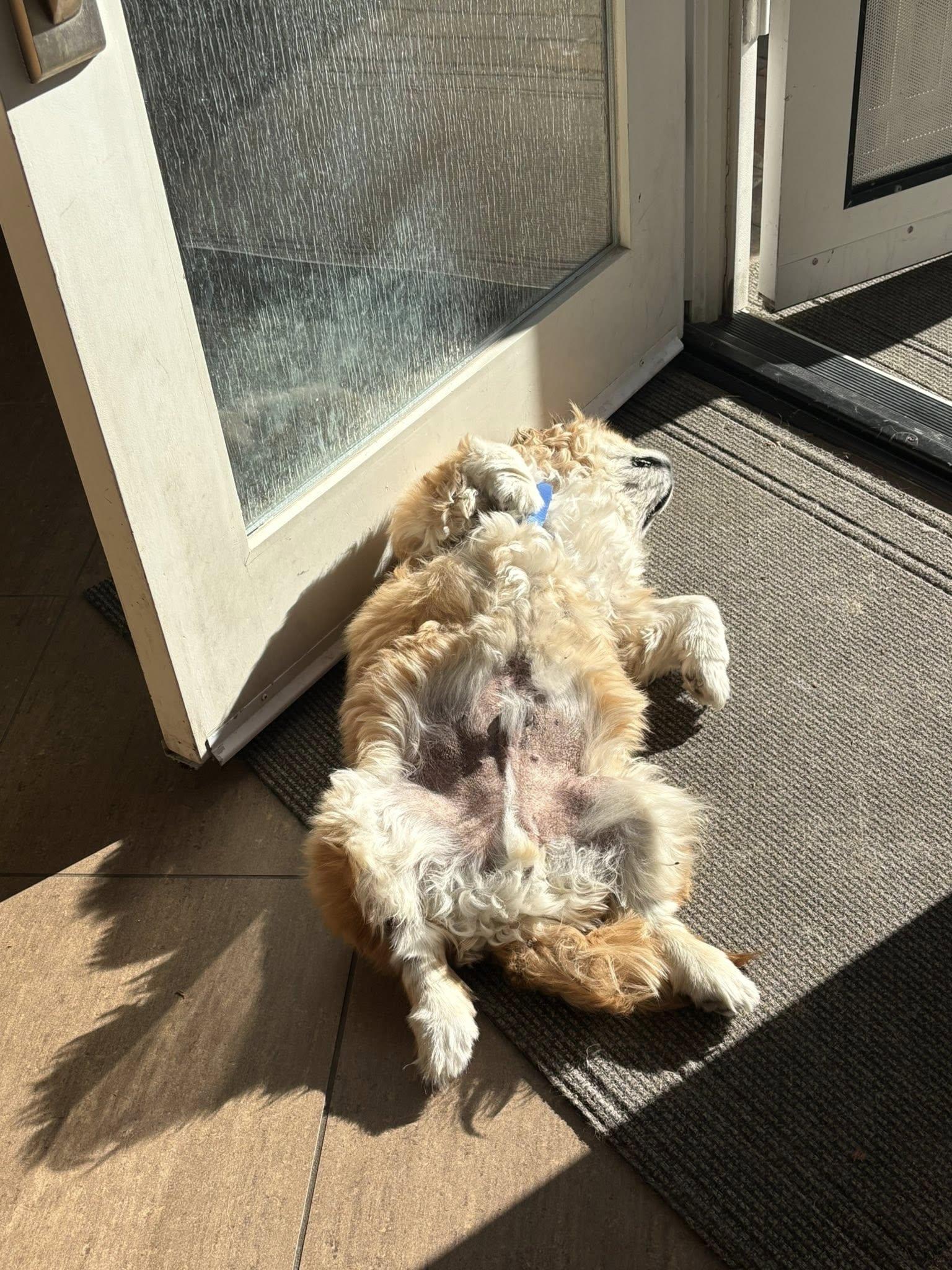 Enlarge Teddy, a Adoptable Pekingese in Santa Ana, CA image 2/3