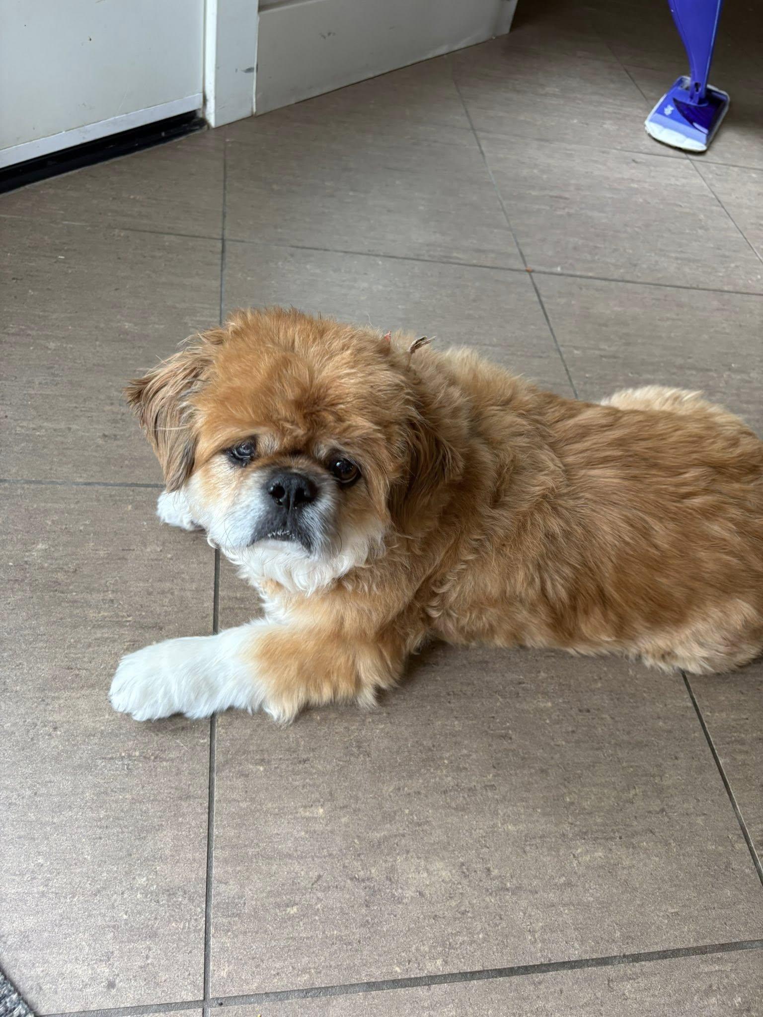 Teddy, Adoptable, Adult Male Pekingese.