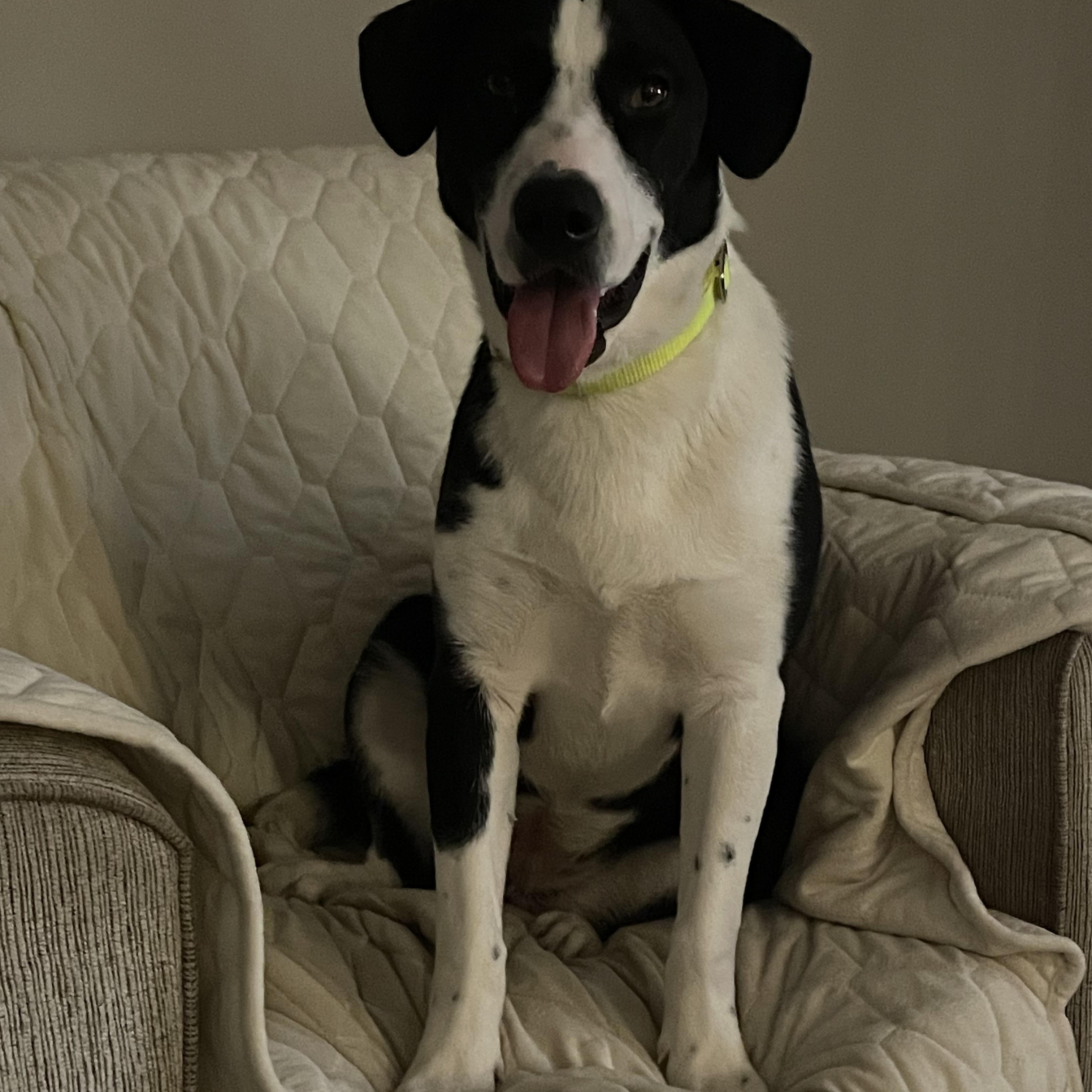 Enlarge Ruthie, a Adoptable mixed breed in Pembroke, MA image 2/5