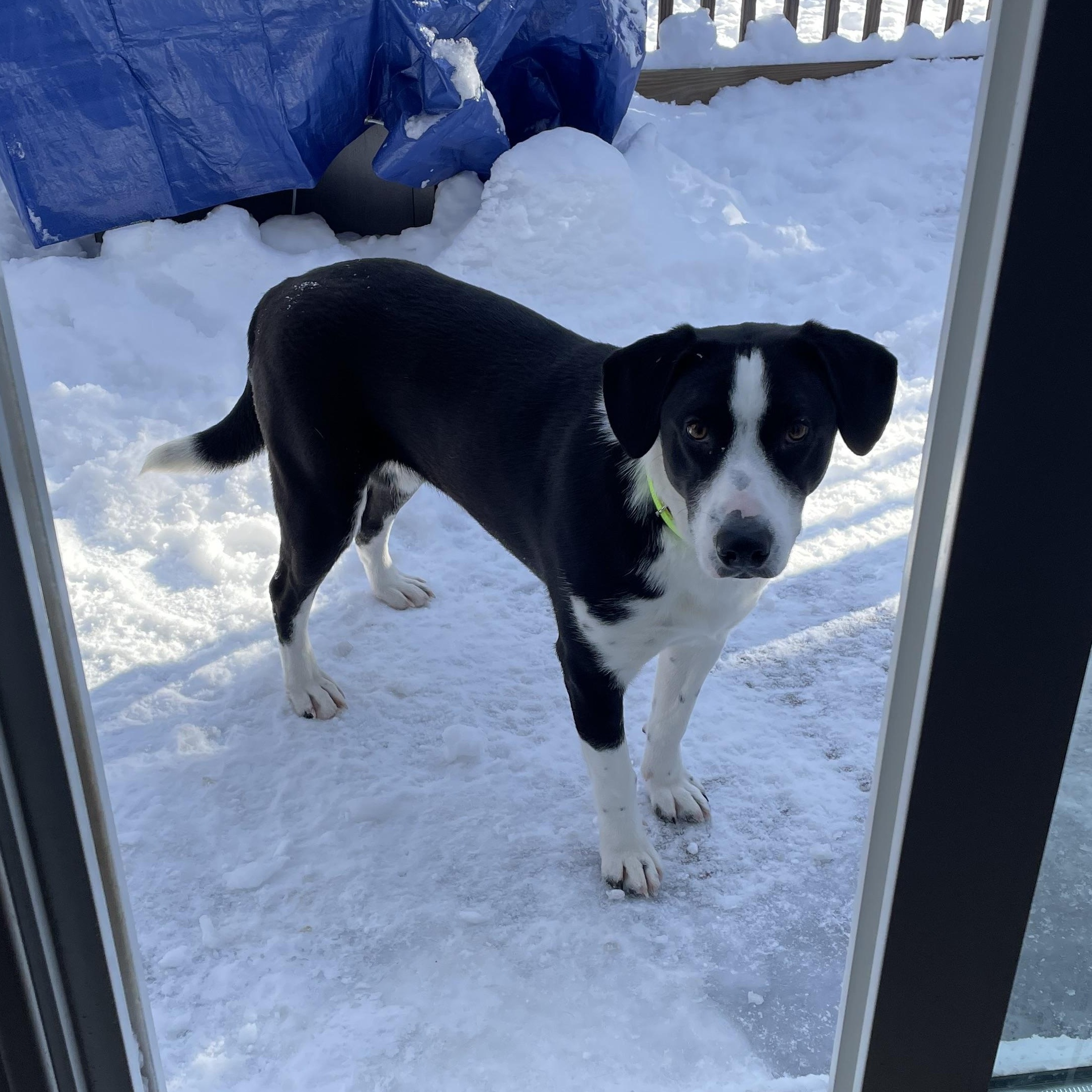 Enlarge Ruthie, a Adoptable mixed breed in Pembroke, MA image 5/5