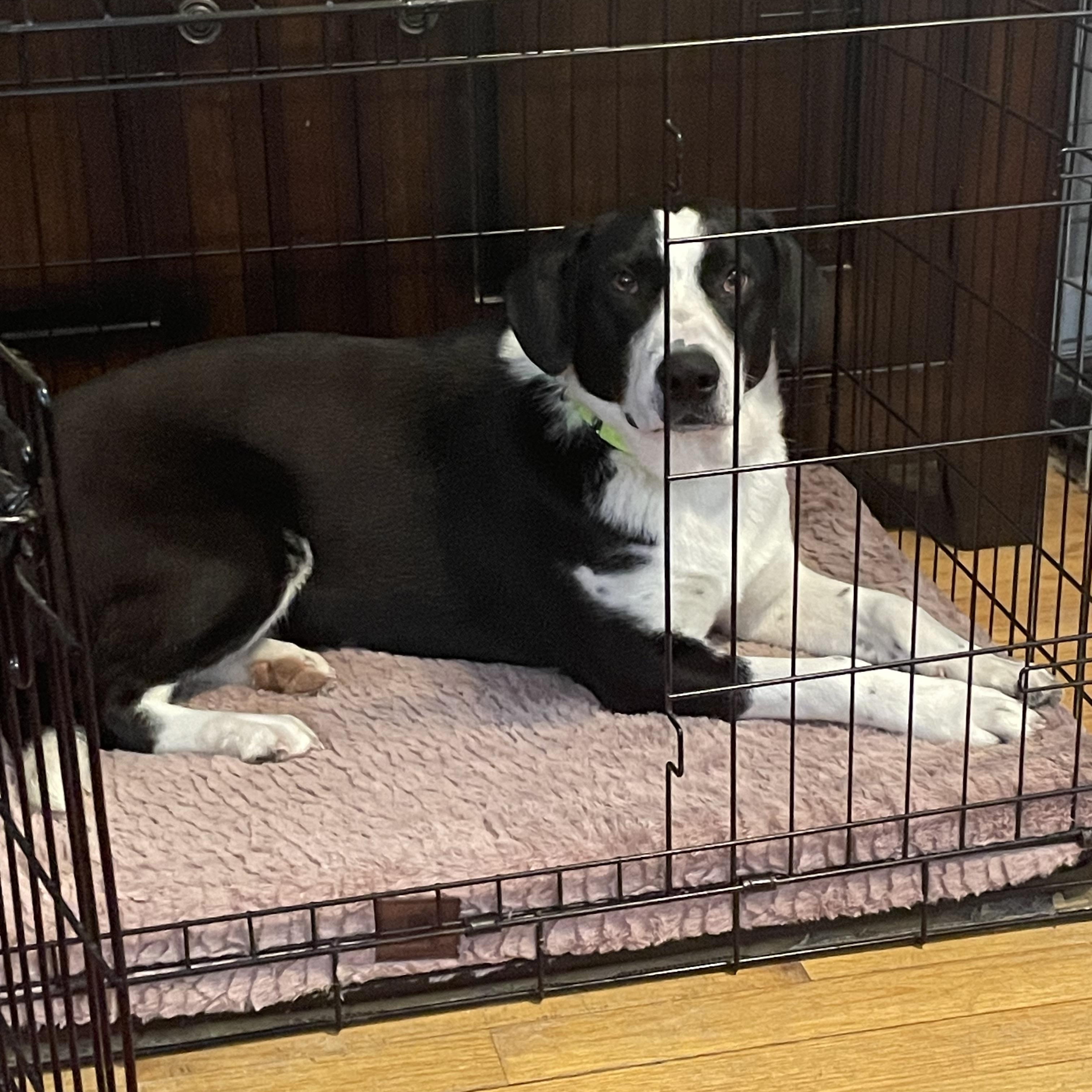 Enlarge Ruthie, a Adoptable mixed breed in Pembroke, MA image 3/5