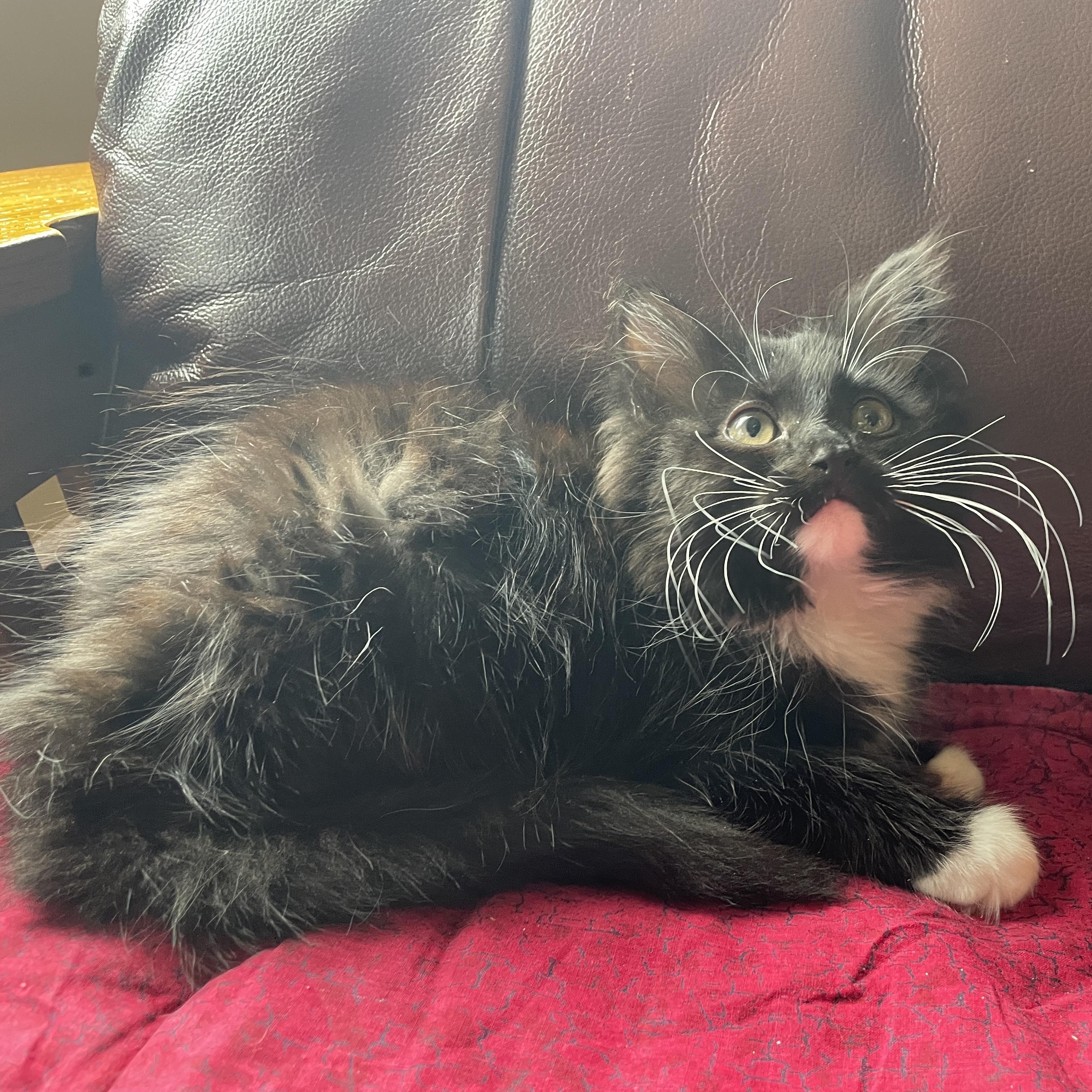 Enlarge Pequin, a ADOPTABLE Domestic Medium Hair in Salt Spring Island, BC image 3/3