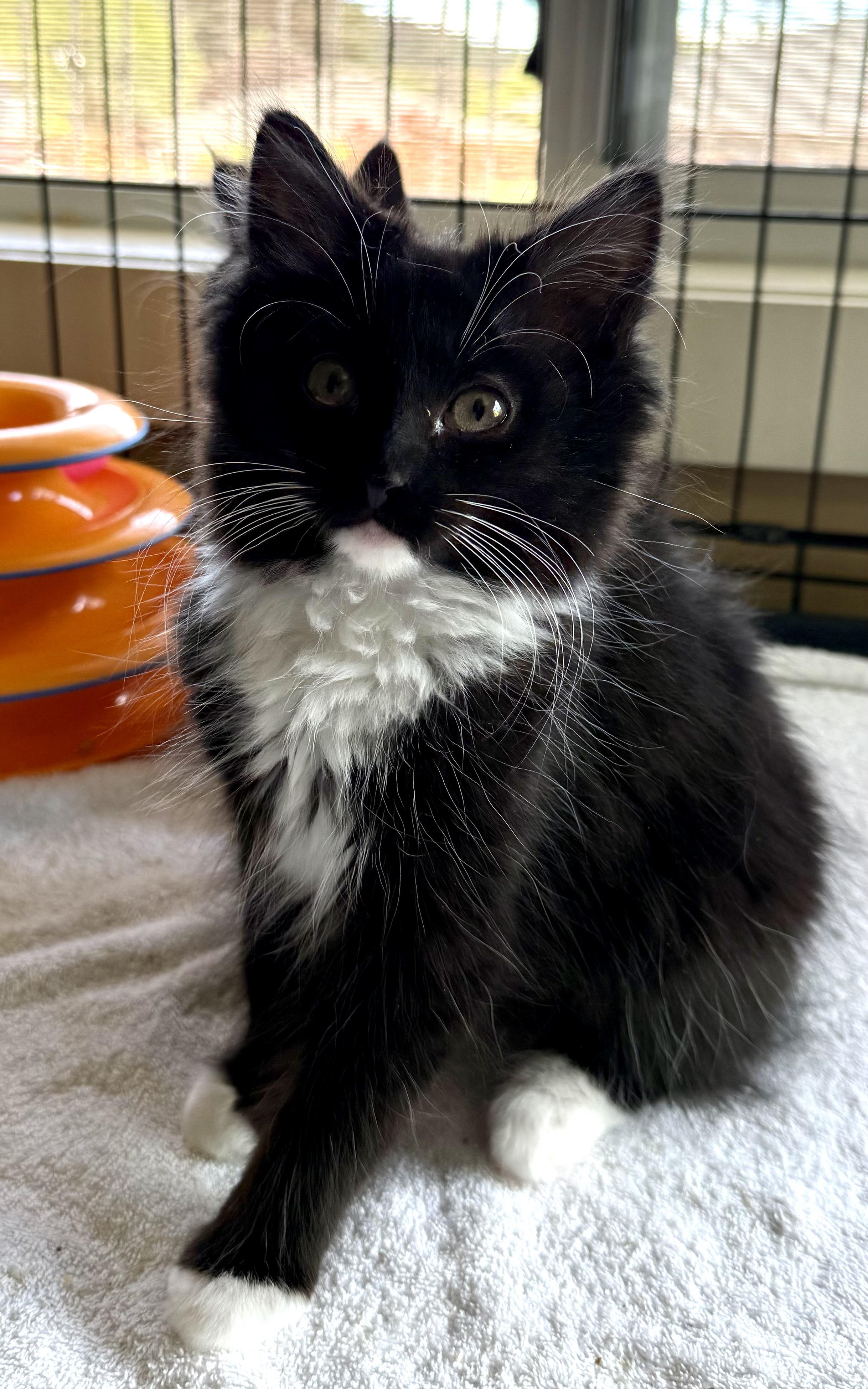 Enlarge Pequin, a ADOPTABLE Domestic Medium Hair in Salt Spring Island, BC image 1/3